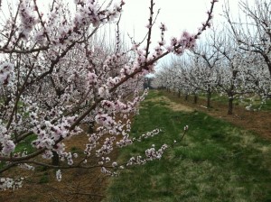 Our apricot block on Tuesday 4/16.  