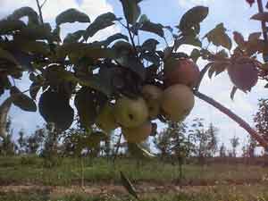 Young Cameo Apples
