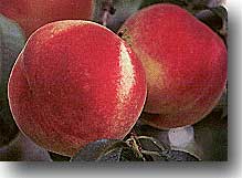 peaches.jpg (7061 bytes)