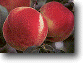 peaches.gif (35062 bytes)