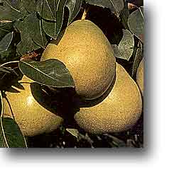 pears.jpg (8k)