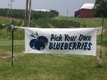 Our most recent blueberry picture