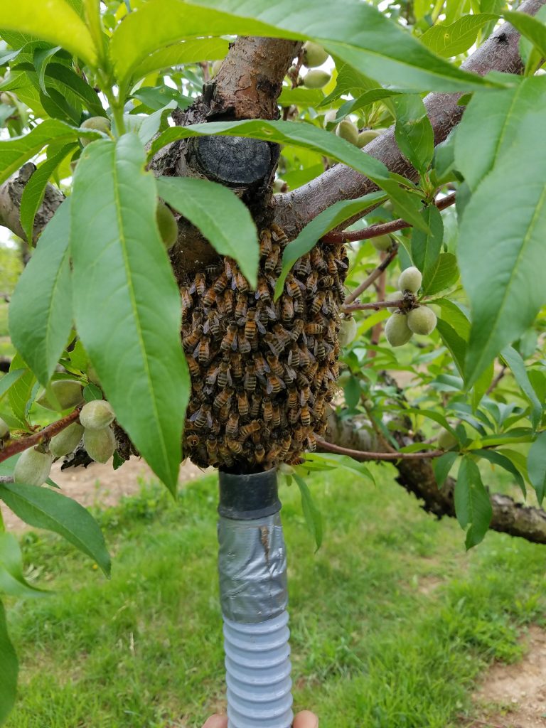Yep. We love our bees! | The Fruitful Tree